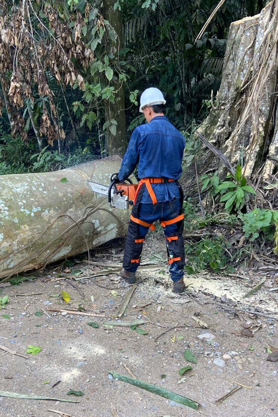 img-2-aprovechamiento-forestal-servicio-integrales-fys-putumayo-colombia