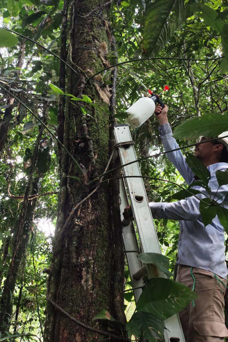 img-3-compensaciones-ambientales-servicio-integrales-fys-putumayo-colombia